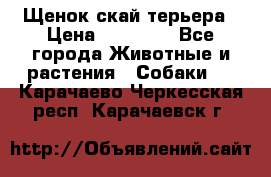 Щенок скай терьера › Цена ­ 20 000 - Все города Животные и растения » Собаки   . Карачаево-Черкесская респ.,Карачаевск г.